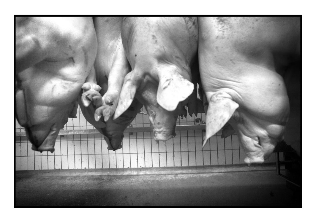 Photo, Porc, Cochon, Pendu, Tête, Museau, Patte, Carcasse, Oreille, Animal, reportage, Noir et blanc, n&b, nb, France