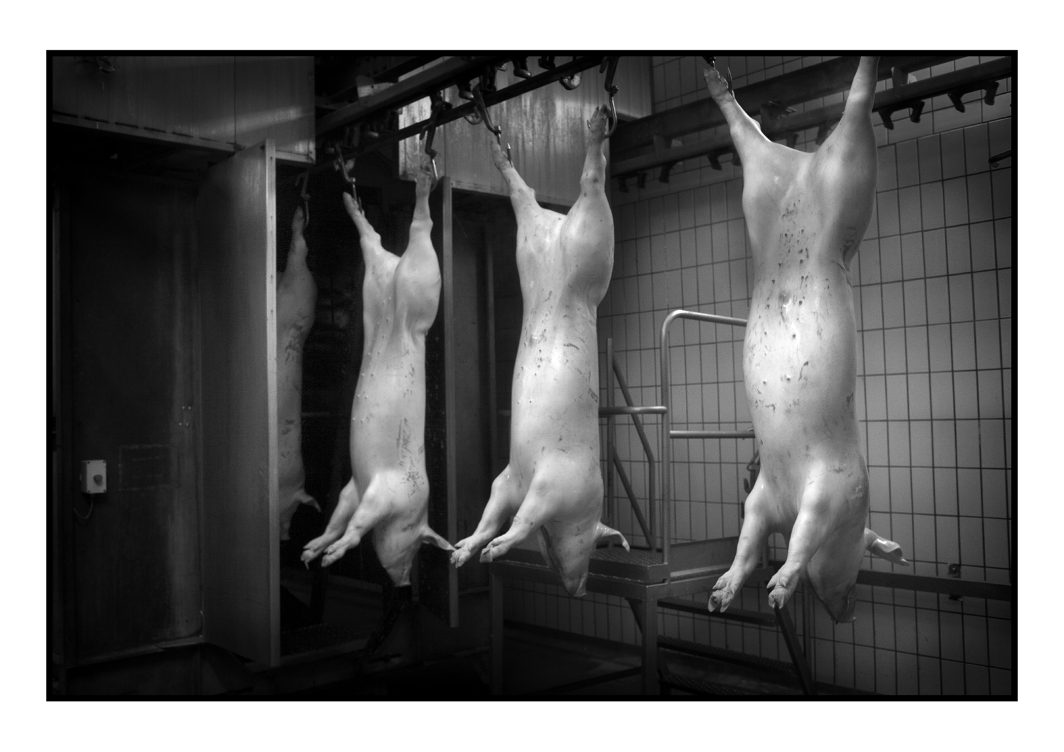 Photo, Porc, Cochon, Pendu, Tête, Museau, Patte, Fente, Fendu, Carcasse, Animal, Reportage, Noir et blanc, n&b, nb, France