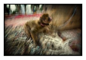 Photo, Singe, Ouistiti, Portrait, Danse, Chaîne, Tapis, Afrique du Nord, Marrakech, Maroc, Marché, Dresseur, Dressage, Dressé, Flou, Animal, Couleur