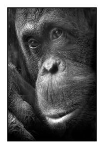 Photo, Singe, Orang Outan, Portrait, De face, Gros plan, Regard, Animal, Zoo, Ménagerie, Ménagerie de paris, Jardin des Plantes, France, Paris, Noir et blanc, n&b, nb, Cage, Visage