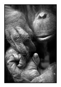 Photo, Singe, Orang Outan, Portrait, De face, Gros plan, Main, Bouche, Visage, Animal, Zoo, Ménagerie, Ménagerie de paris, Jardin des Plantes, France, Paris, Noir et blanc, n&b, nb, Cage, main, bouche